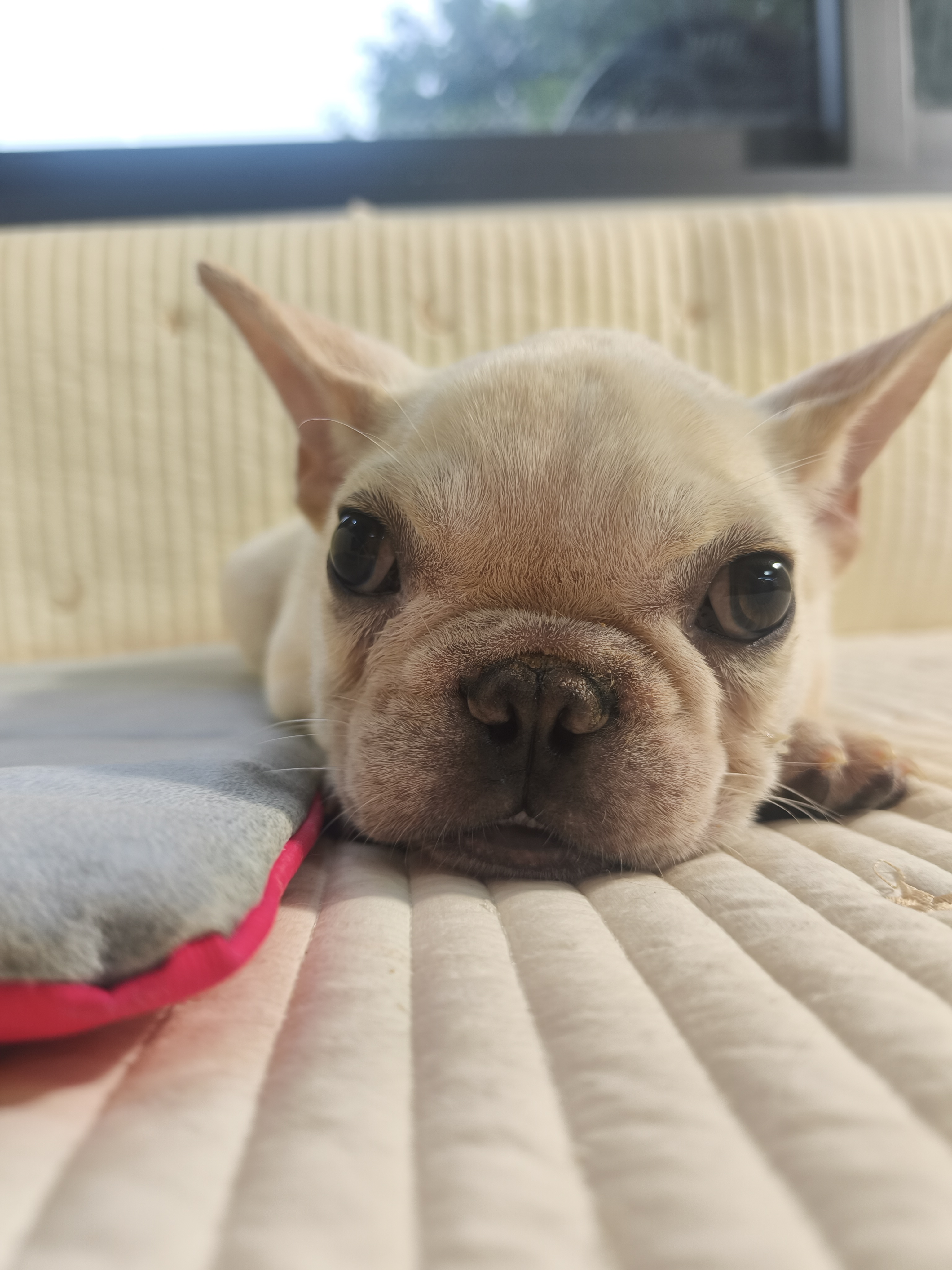 呆呆 萌萌 可爱的小法斗